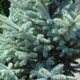 image de Picea pungens