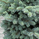 image de Picea pungens