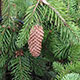 image de Picea abies