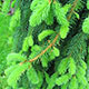 image de Picea abies