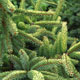 image de Picea mariana