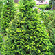 image de Taxus cuspidata