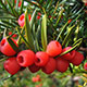 image de Taxus cuspidata