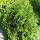 image de Thuja occidentalis