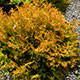 image de Thuja occidentalis