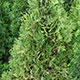 image de Thuja occidentalis