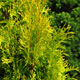 image de Thuja occidentalis