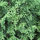 image de Thuja occidentalis