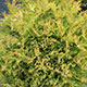 image de Thuja occidentalis