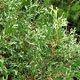 image de Thuja occidentalis