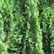 image de Thuja occidentalis