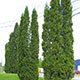 image de Thuja occidentalis