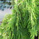 image de Thuja occidentalis