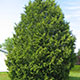 image de Thuja occidentalis