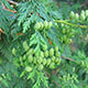 image de Thuja occidentalis