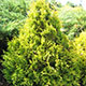 image de Thuja occidentalis