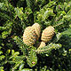 image de Abies koreana