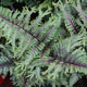 image de Athyrium niponicum