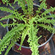 image de Athyrium filix-femina