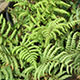 image de Athyrium filix-femina