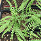 image de Athyrium filix-femina