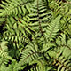 image de Athyrium