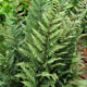 image de Athyrium