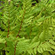 image de Athyrium filix-femina