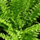 image de Athyrium filix-femina