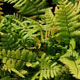 image de Dryopteris wallichiana