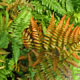 image de Dryopteris erythrosora