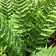 image de Dryopteris marginalis