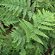 image de Dryopteris carthusiana