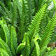 image de Nephrolepis exaltata