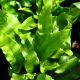 image de Phyllitis scolopendrium (syn. Asplenium s.)