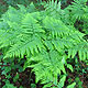 image de Dryopteris disjuncta