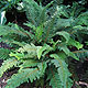 image de Polystichum