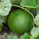 image de Cucumis melo