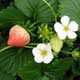 image de Fragaria