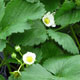 image de Fragaria