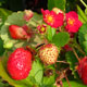 image de Fragaria