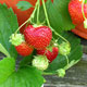 image de Fragaria