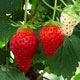 image de Fragaria