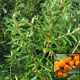 image de Hippophae