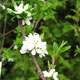 image de Prunus