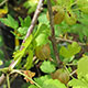 image de Ribes