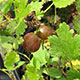 image de Ribes