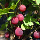 image de Ribes