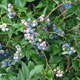 image de Vaccinium