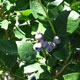 image de Vaccinium